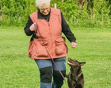 Hund går bredvid sin människa och tittar uppmärksamt uppåt