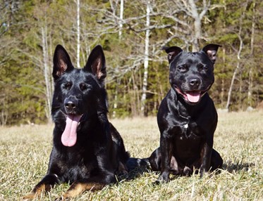 Två hundar ligger bredvid varandra