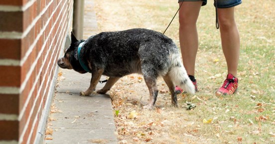 Cattledog söker med nosen på tegelbyggnad