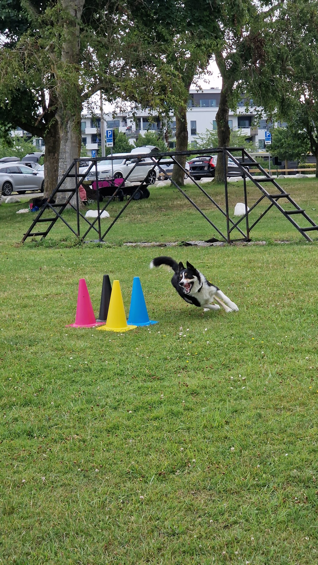 Svart-vit bordercollie springer runt färgglada koner på gräsmatta.
