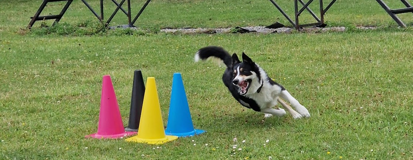Svart-vit bordercollie springer runt färgglada koner på gräsmatta.