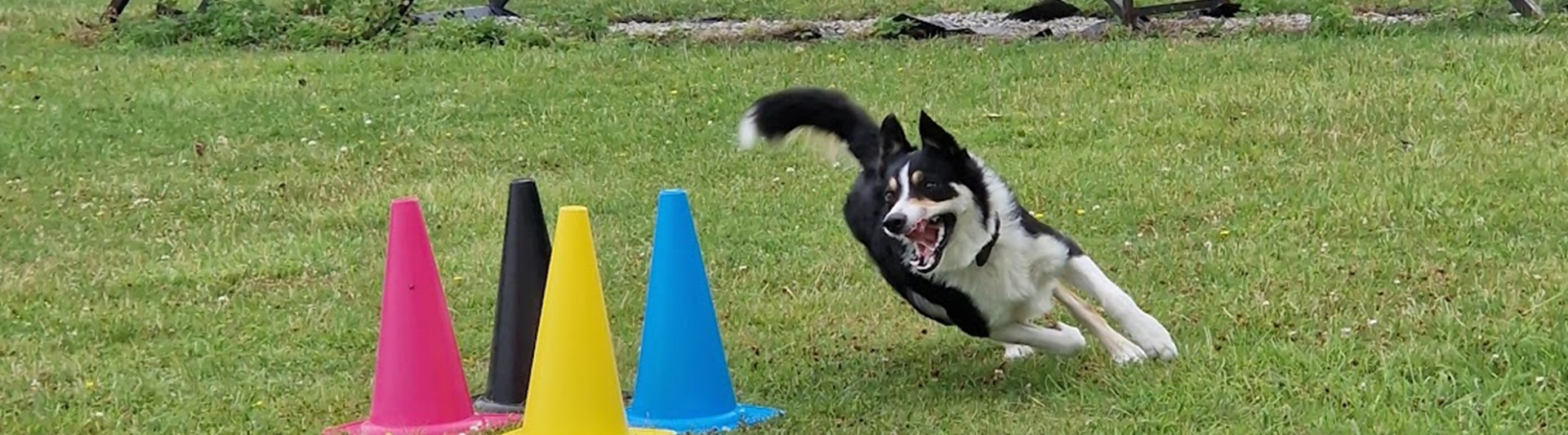 Svart-vit bordercollie springer runt färgglada koner på gräsmatta.