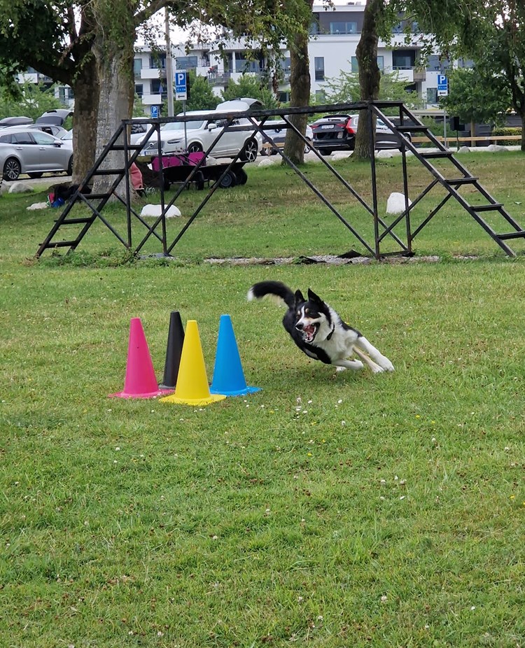 Svart-vit bordercollie springer runt färgglada koner på gräsmatta.