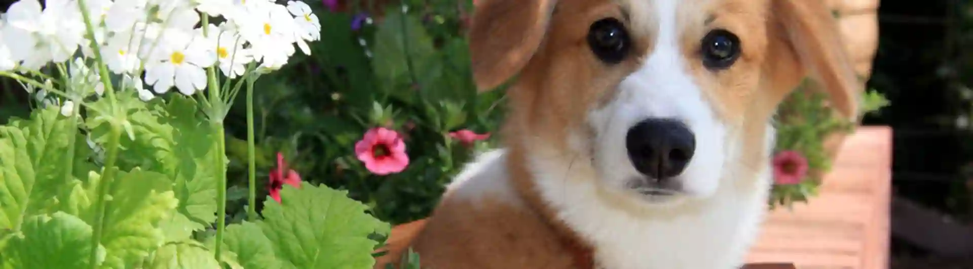 Ljusbrun och vit lurvig hund sitter bland blommor