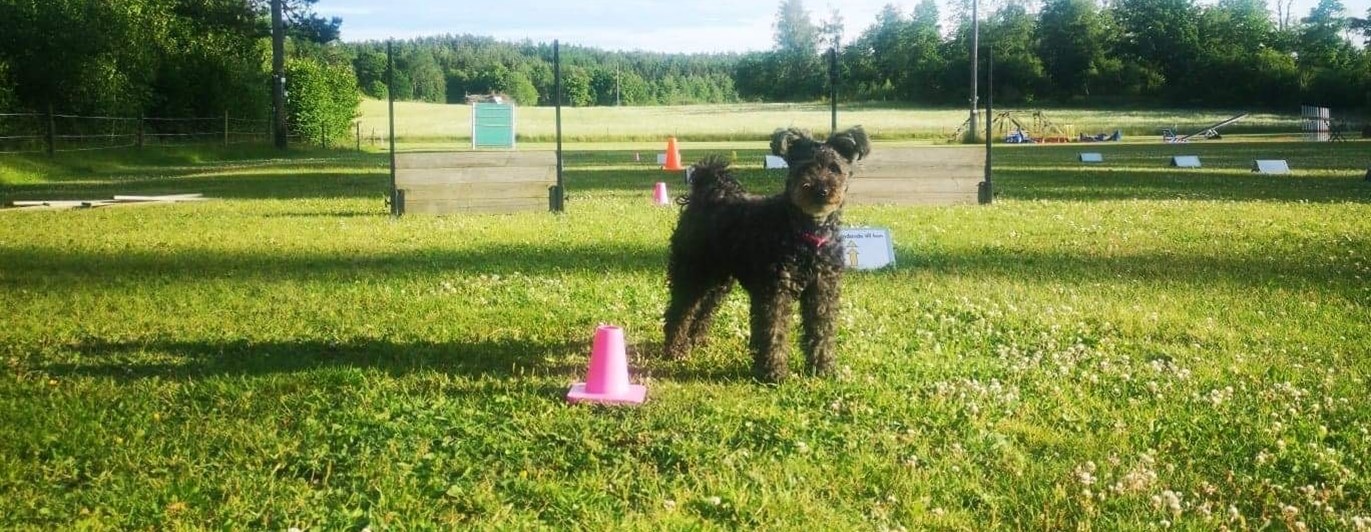 Pumi under momenten "skicka till kon"