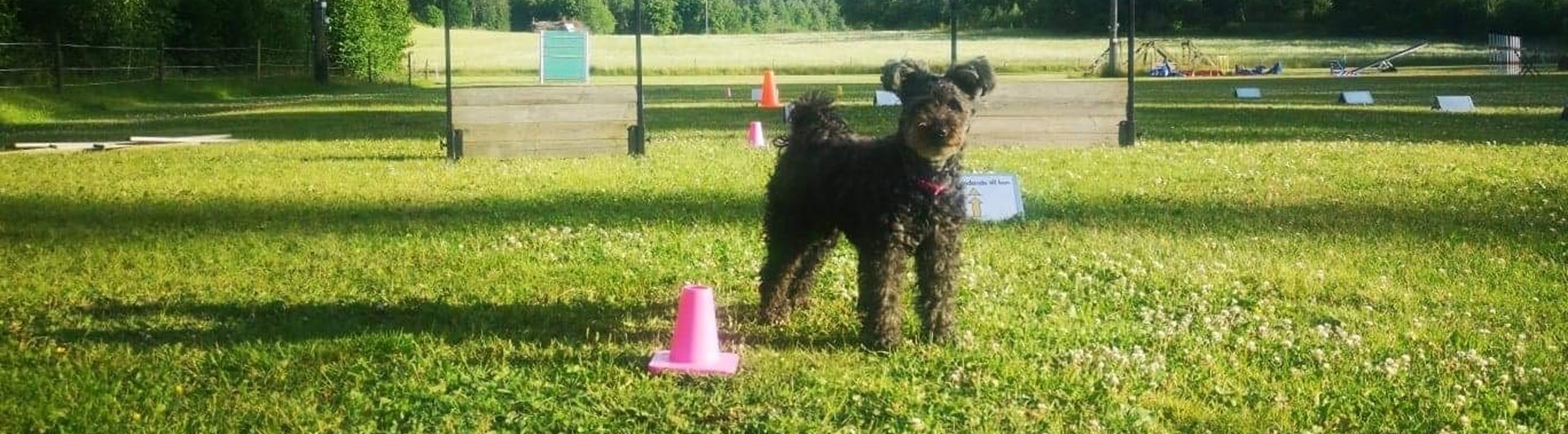 Pumi under momenten "skicka till kon"