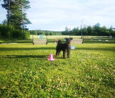 Pumi under momenten "skicka till kon"