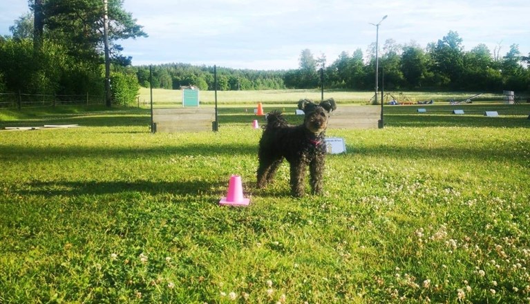 Pumi under momenten "skicka till kon"