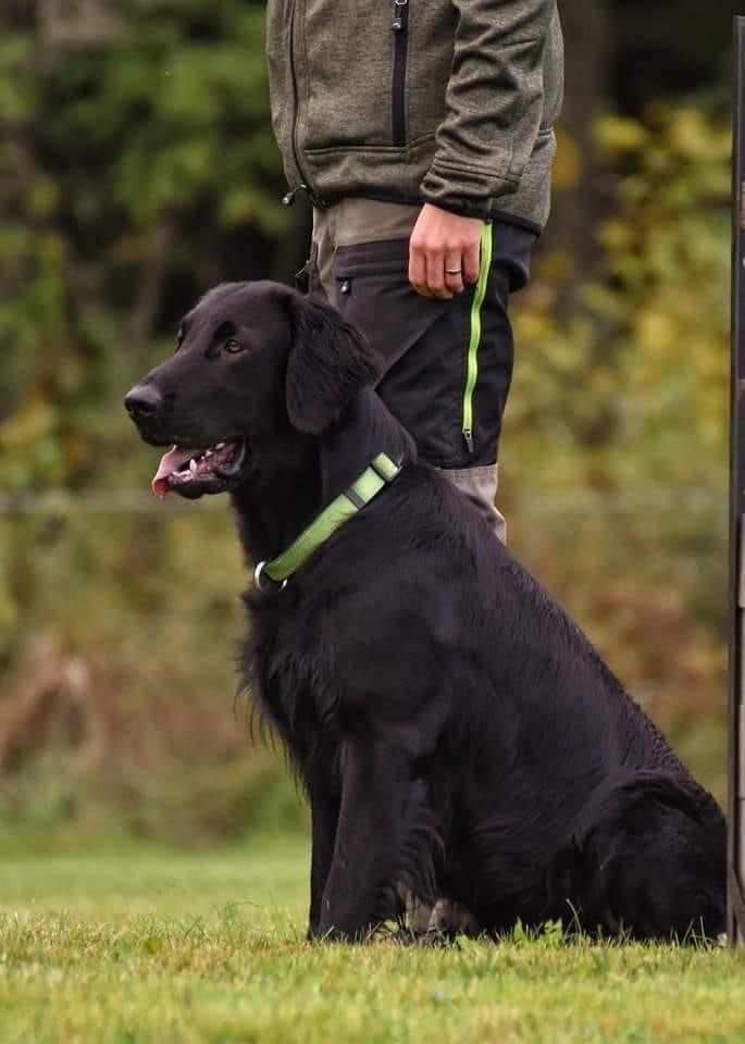 Helsvart hund med grönt halsband som sitter bredvid sin förare. Det gröna halsbandet matchar den gröna dragkedjan på förarens friluftsbyxor. 