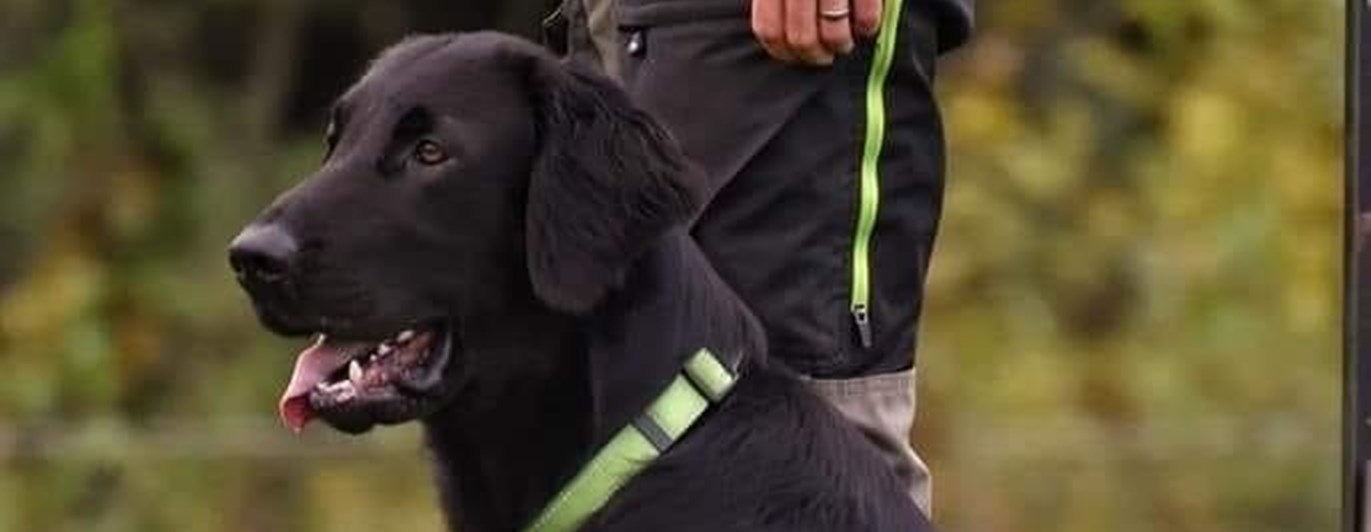 Helsvart hund med grönt halsband som sitter bredvid sin förare. Det gröna halsbandet matchar den gröna dragkedjan på förarens friluftsbyxor.