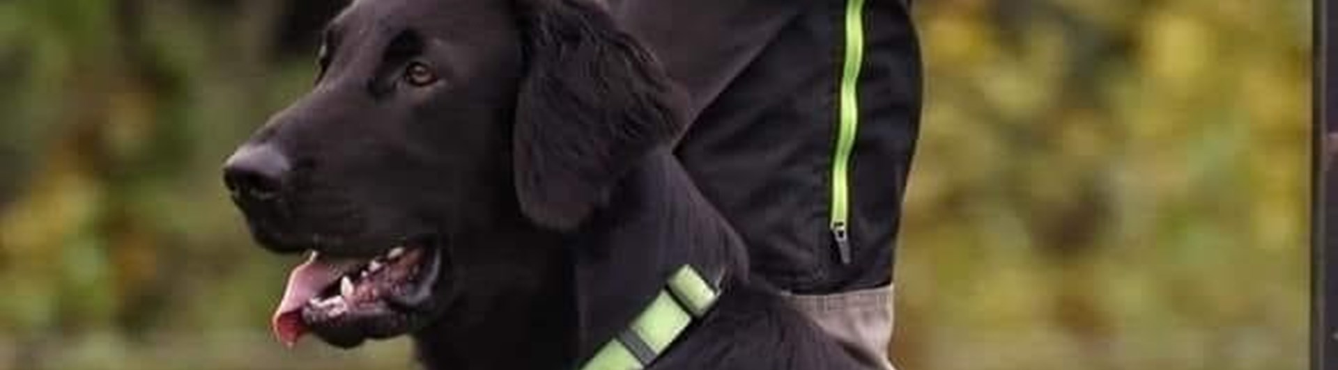 Helsvart hund med grönt halsband som sitter bredvid sin förare. Det gröna halsbandet matchar den gröna dragkedjan på förarens friluftsbyxor.