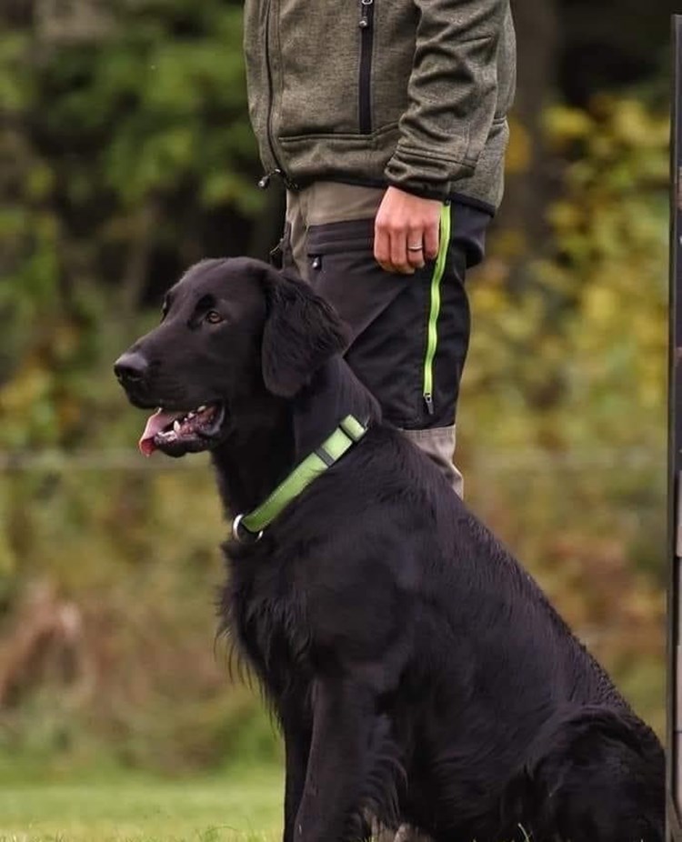 Helsvart hund med grönt halsband som sitter bredvid sin förare. Det gröna halsbandet matchar den gröna dragkedjan på förarens friluftsbyxor.