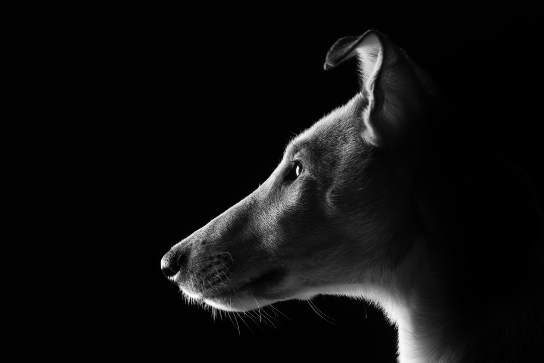 Svartvit bild på en collie i profil