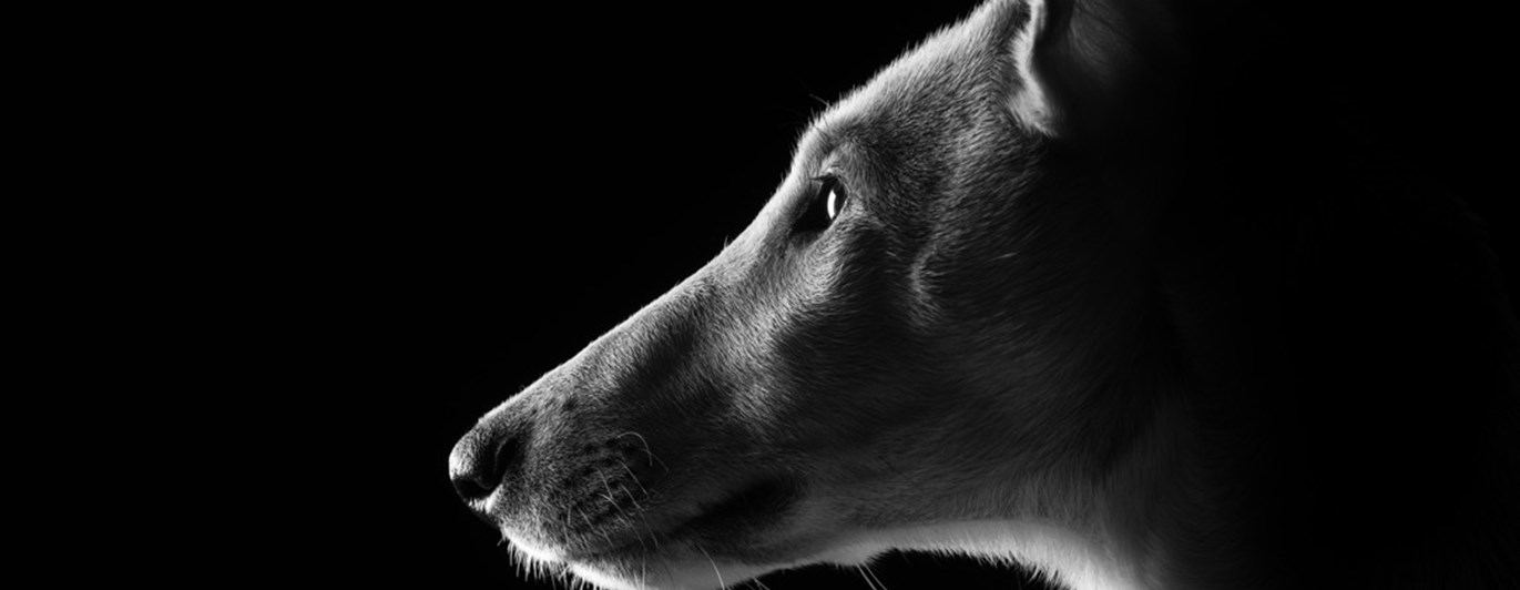 Svartvit bild på en collie i profil