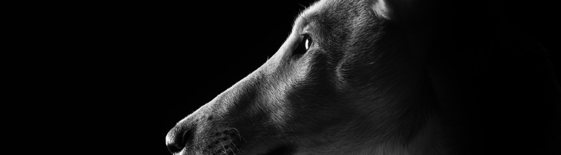 Svartvit bild på en collie i profil