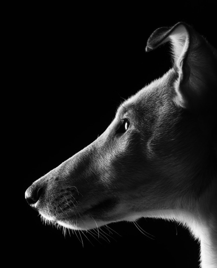 Svartvit bild på en collie i profil