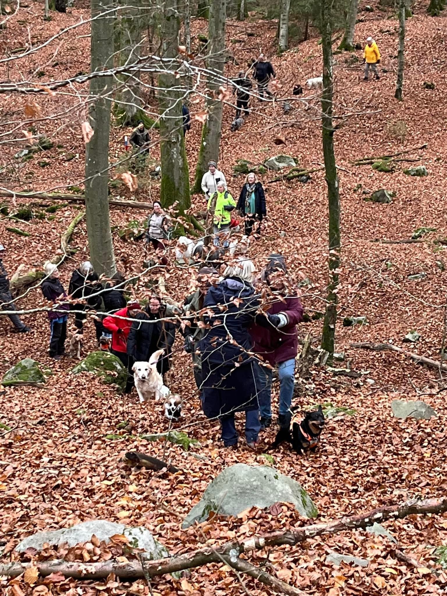 hundpromenad i skogen