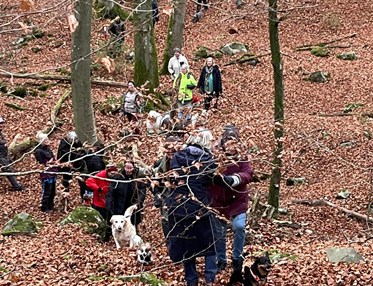 hundpromenad i skogen