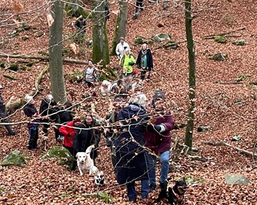 hundpromenad i skogen
