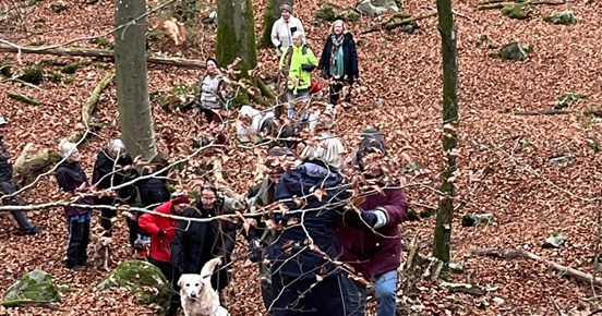 hundpromenad i skogen