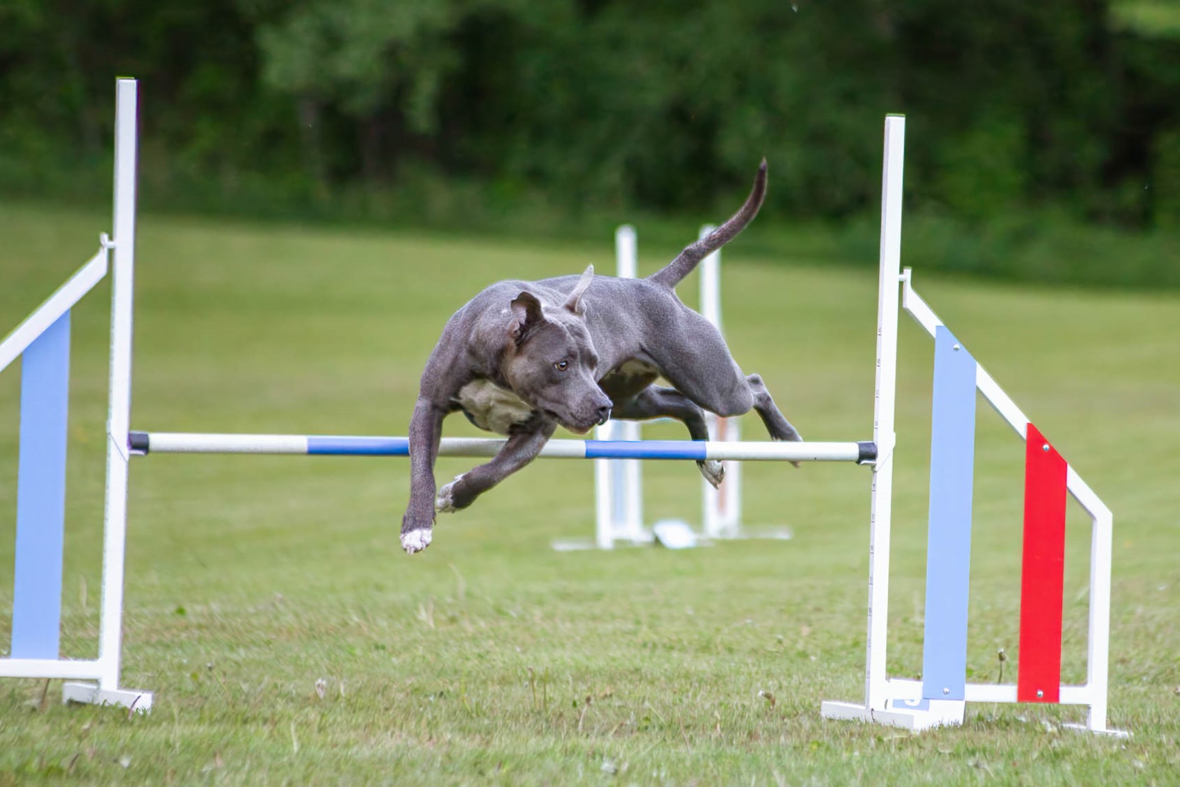 Hund hoppar över agilityhinder