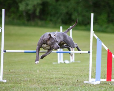 Hund hoppar över agilityhinder