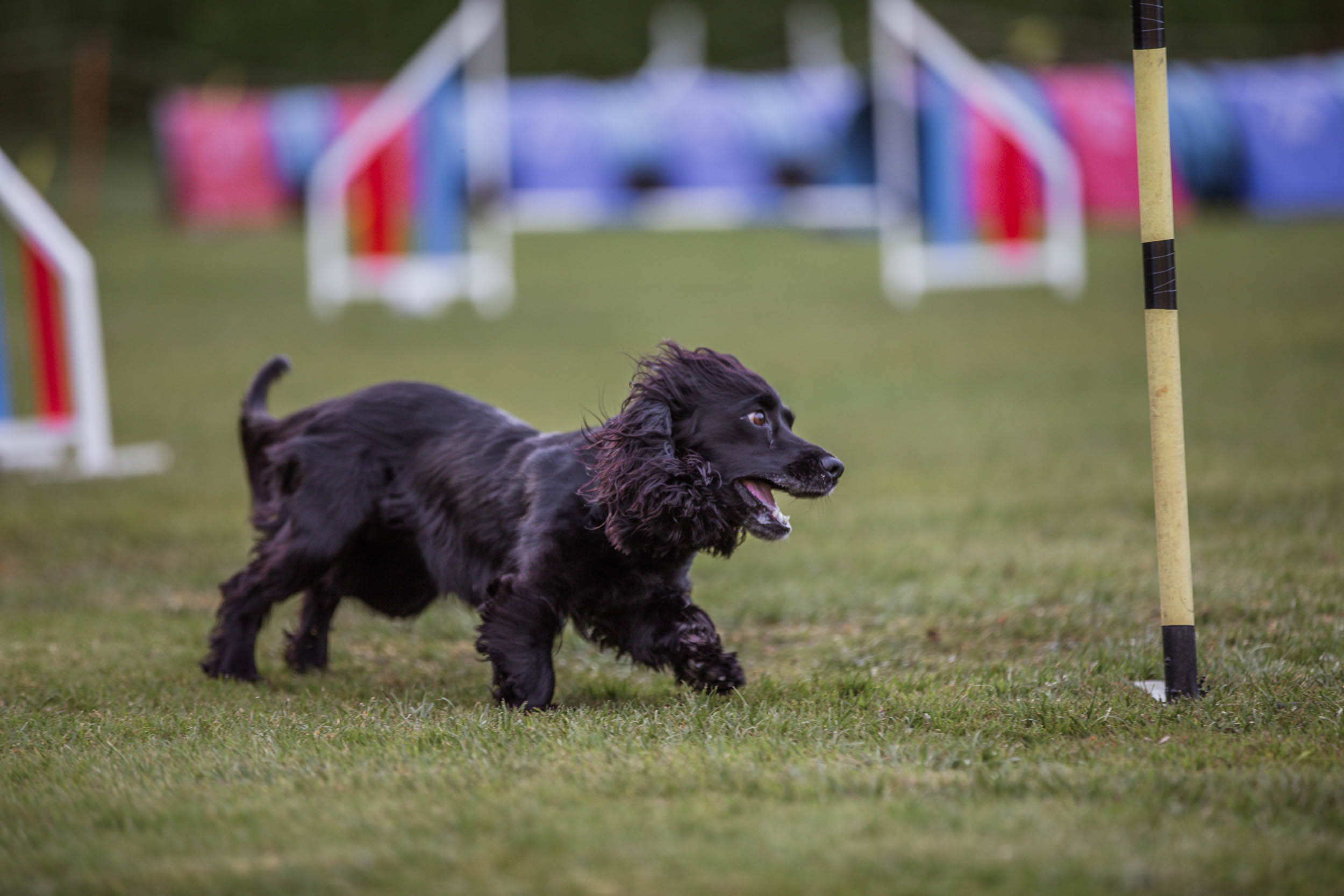 Årets Hund 2025 Jönköpings Brukshundklubb
