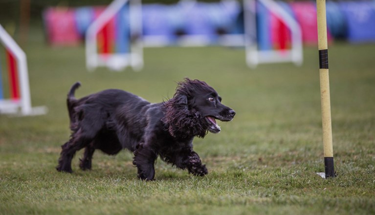 Årets Hund 2025 Jönköpings Brukshundklubb