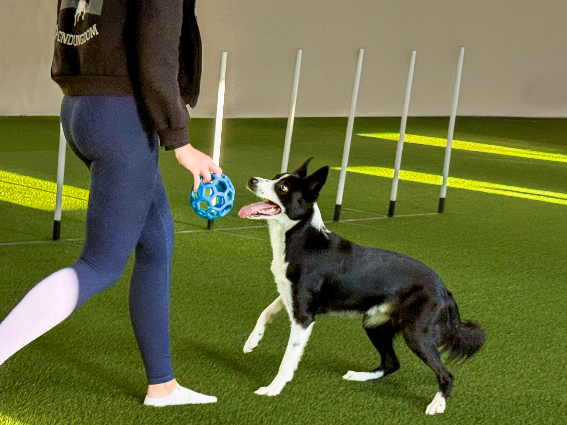 Bordercollie tränar i Gotlands Nya Hundhall