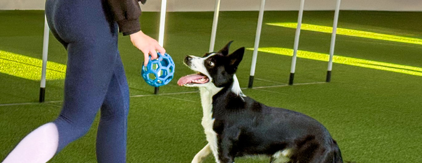 Bordercollie tränar i Gotlands Nya Hundhall