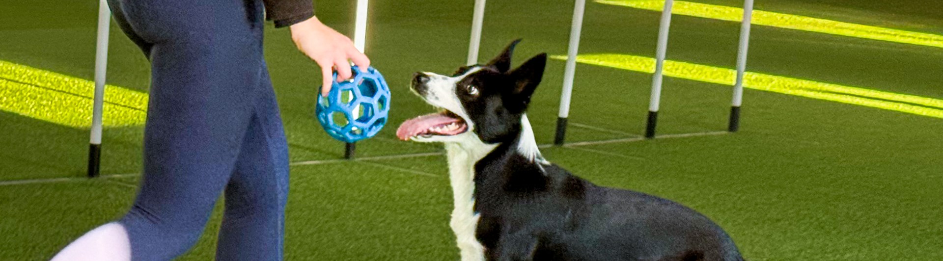 Bordercollie tränar i Gotlands Nya Hundhall