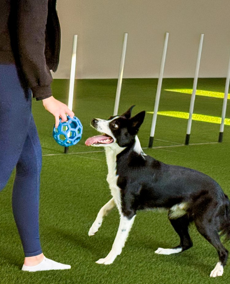 Bordercollie tränar i Gotlands Nya Hundhall
