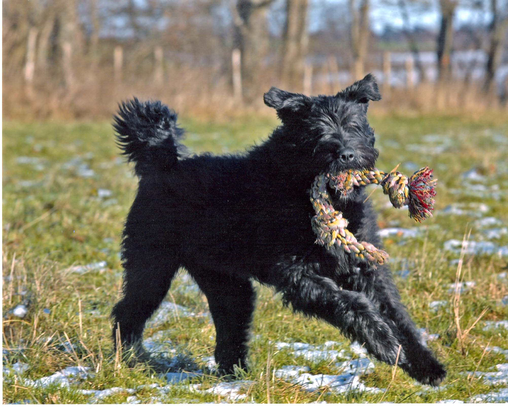 Bouvier des flandres som springer på ett fält med en repleksak i munnen