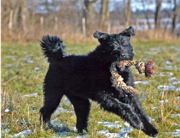 Bouvier des flandres som springer på ett fält med en repleksak i munnen