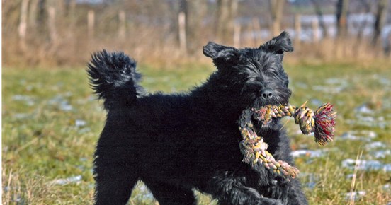 Bouvier des flandres som springer på ett fält med en repleksak i munnen