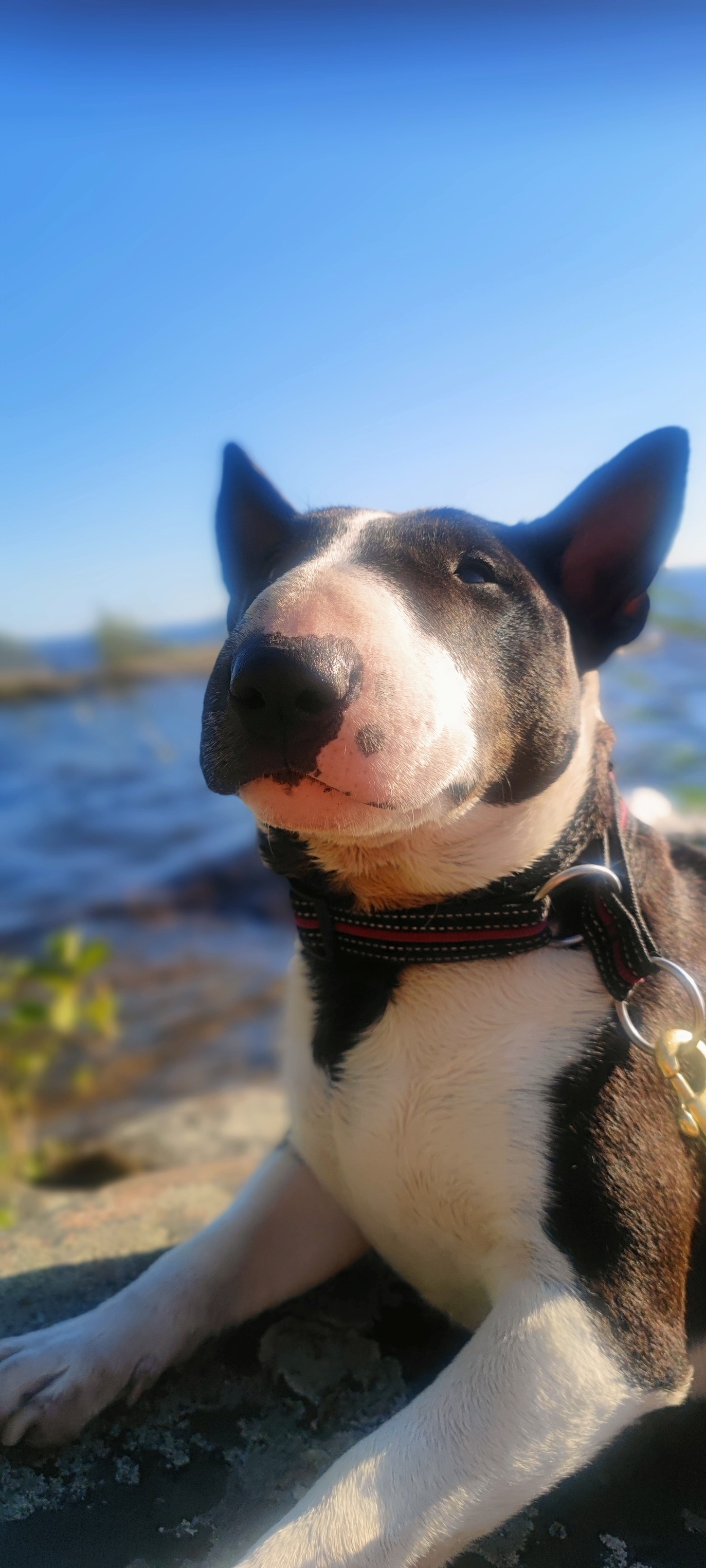 Mini bullterrier