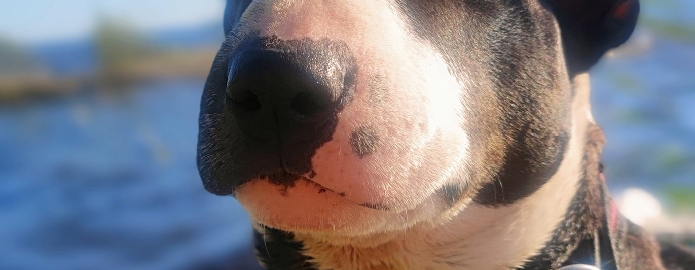 Mini bullterrier