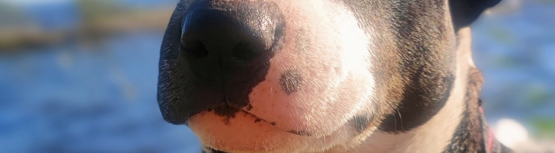 Mini bullterrier