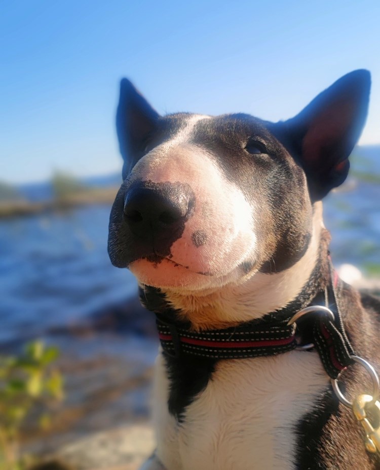 Mini bullterrier