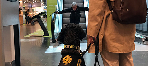 Hund ser en människa närma sig.