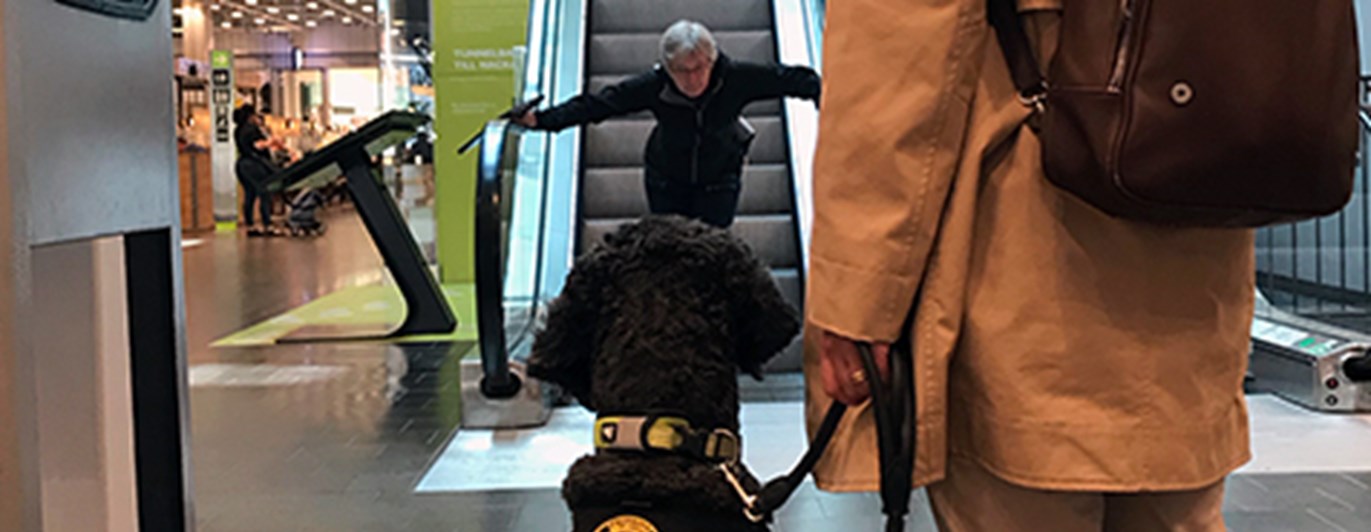 Hund ser en människa närma sig.