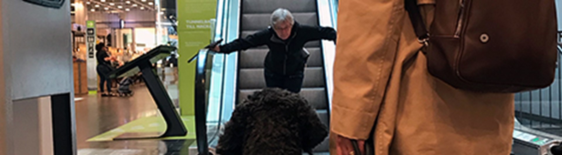 Hund ser en människa närma sig.