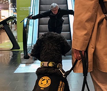 Hund ser en människa närma sig.