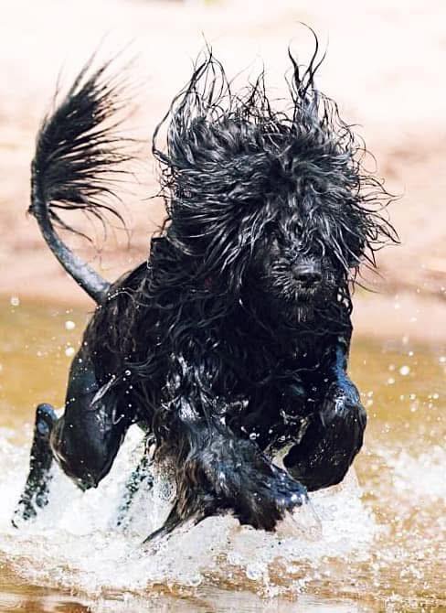 Portugisisk Vattenhund