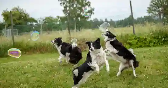 Hundar som jagar såpbubblor
