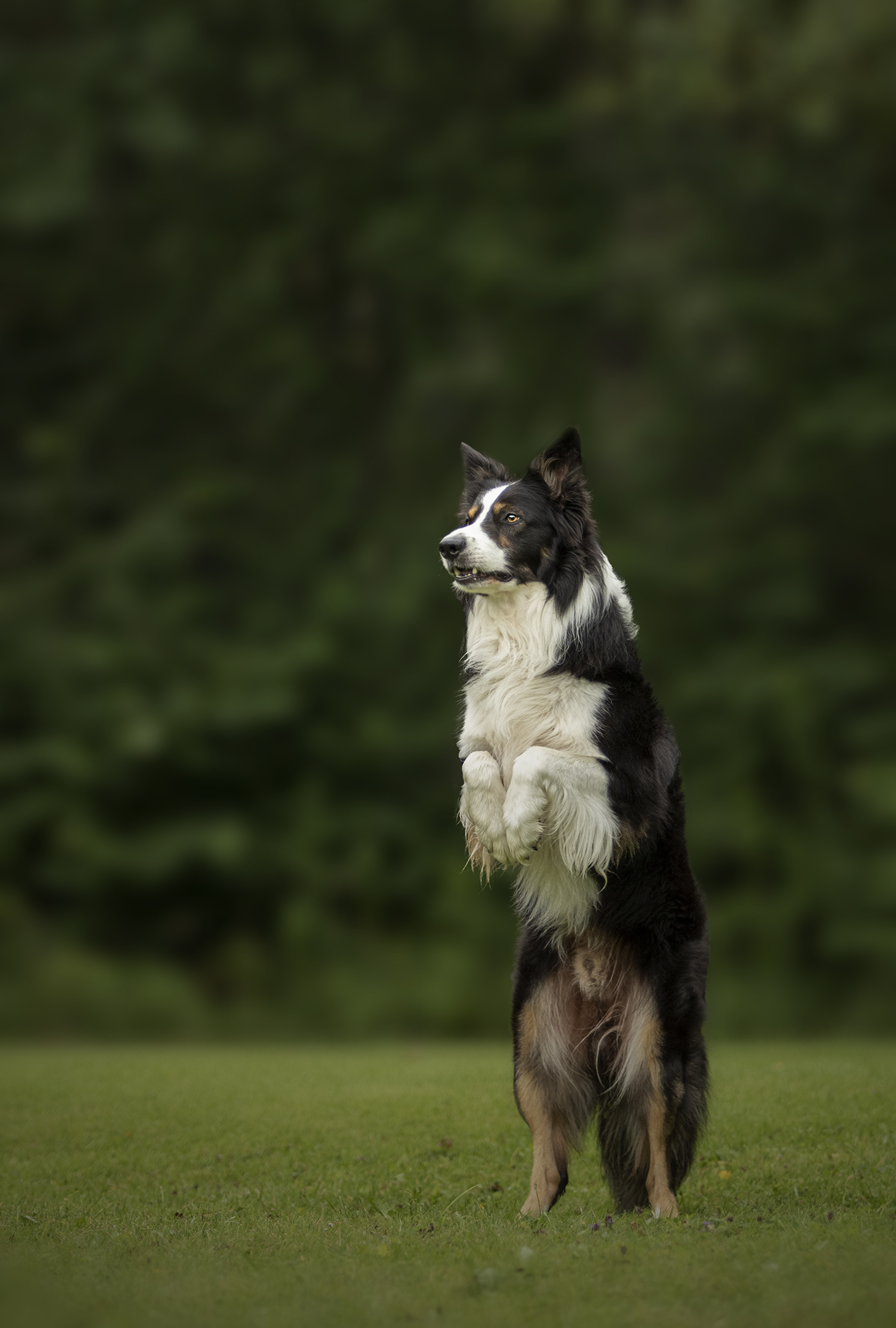 Bordercollie som står på bakbenen på en gräsmatta