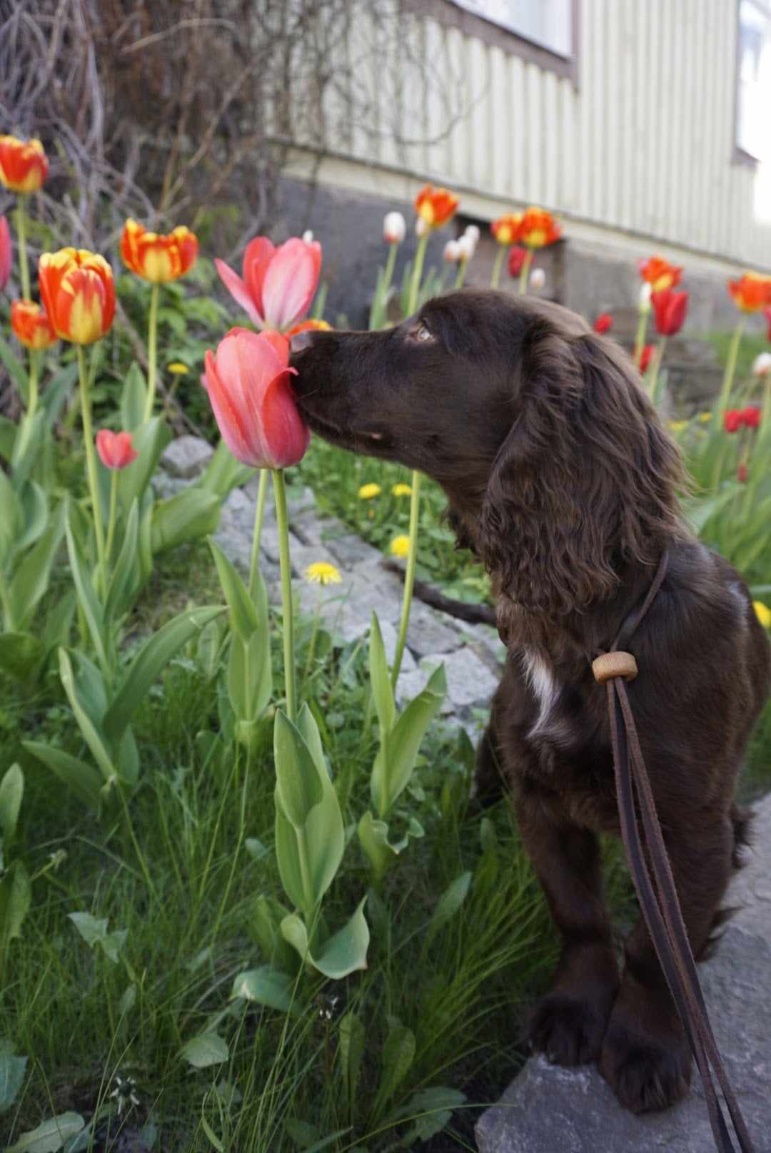En valp som luktar på en blomma.
