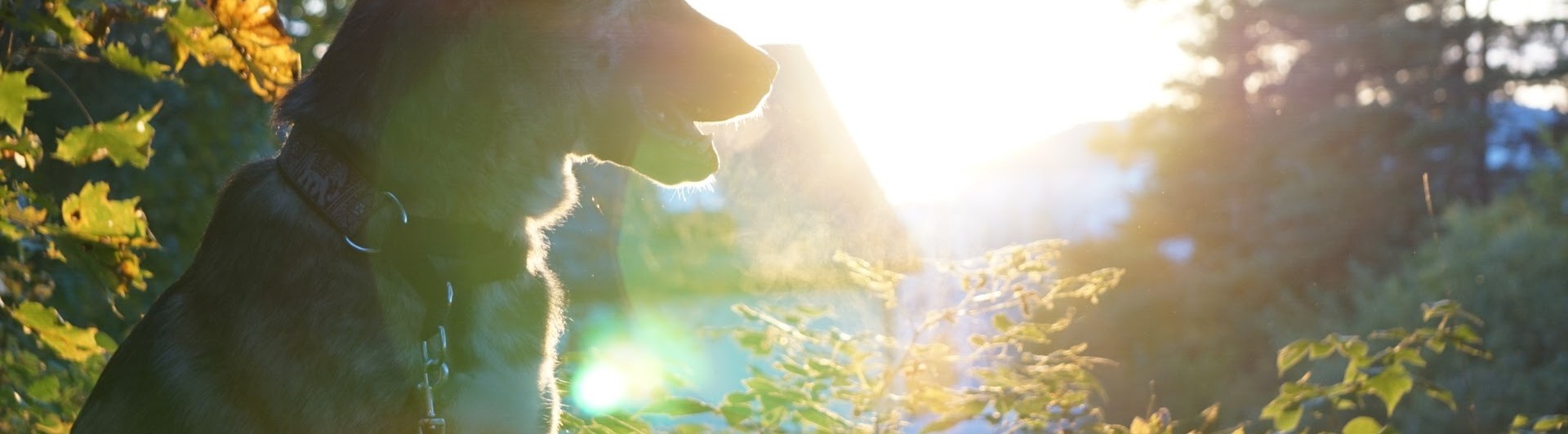 Hund som tittar ut över naturen med solen i motljus.