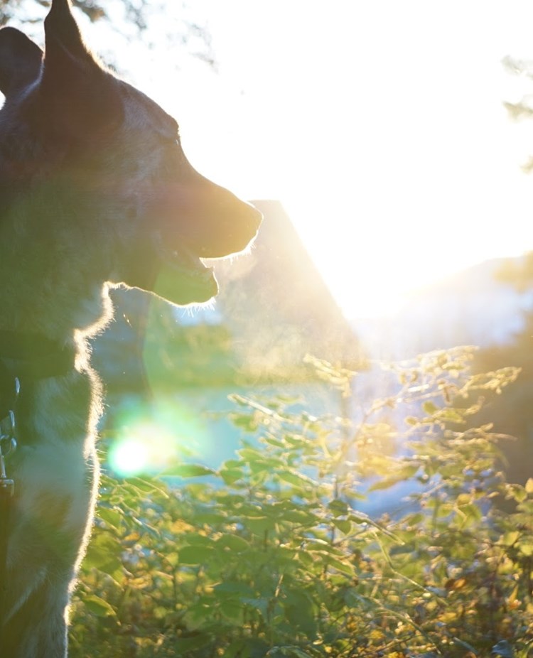 Hund som tittar ut över naturen med solen i motljus.