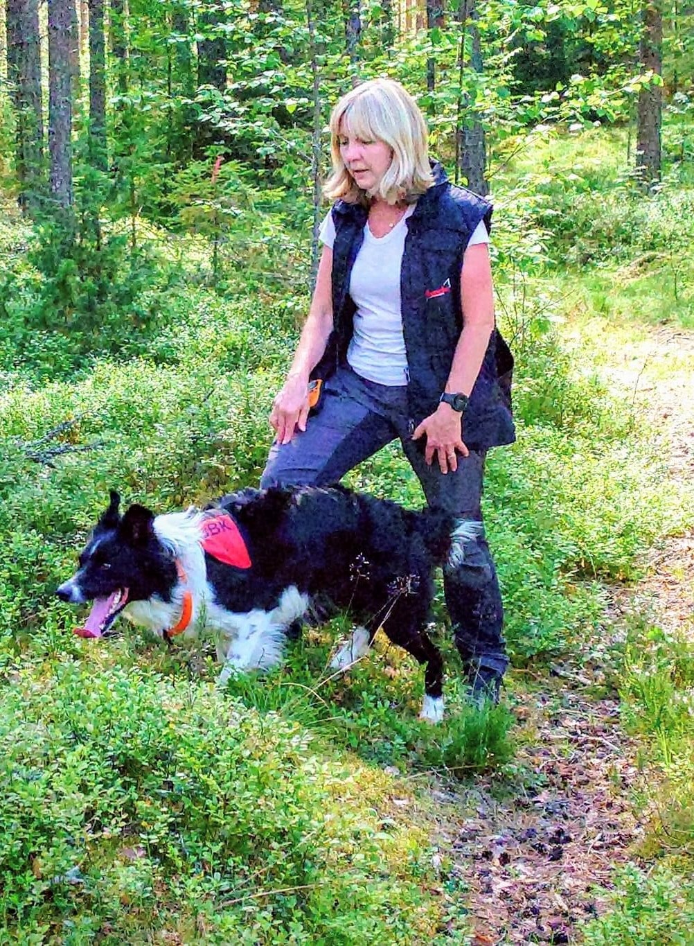 Bordercollien Aske tränar sök med matte Cilla